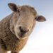 focus photo of brown sheep under blue sky