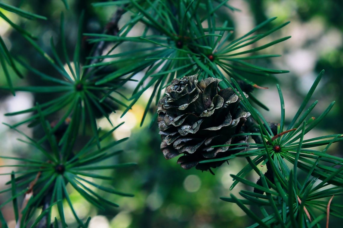 close up of an acorn