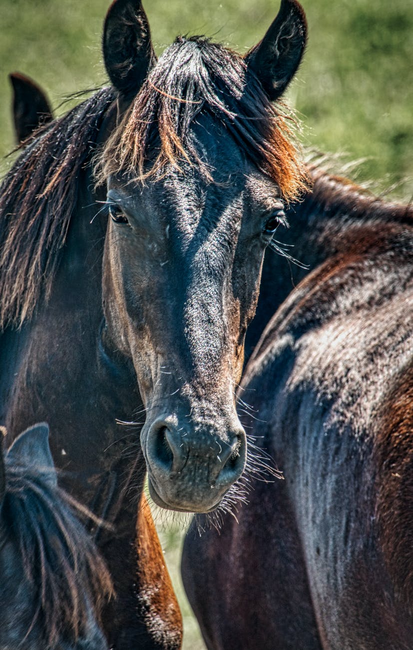 brown horse